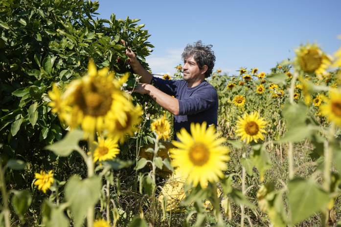 A man tends to his plants in a field of sunflowers in Italy.