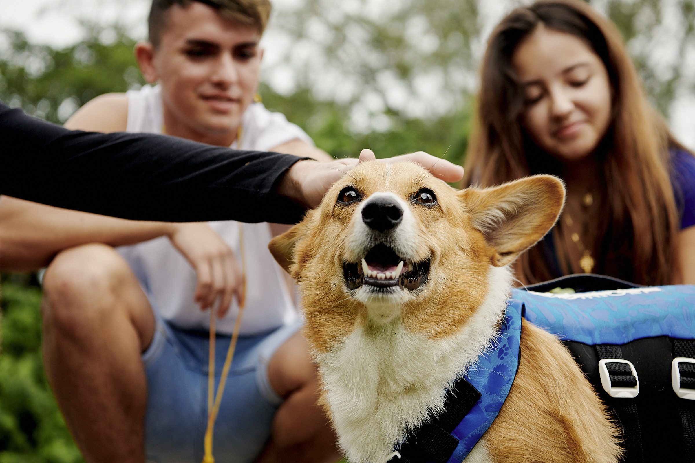 Introducing Airbnb Animal Experiences