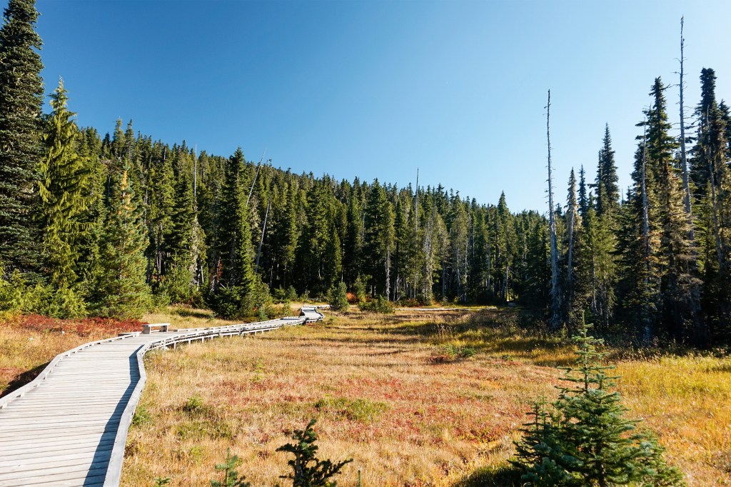 A walking path in Strathcona Provincial Park in British Columbia, Canada.