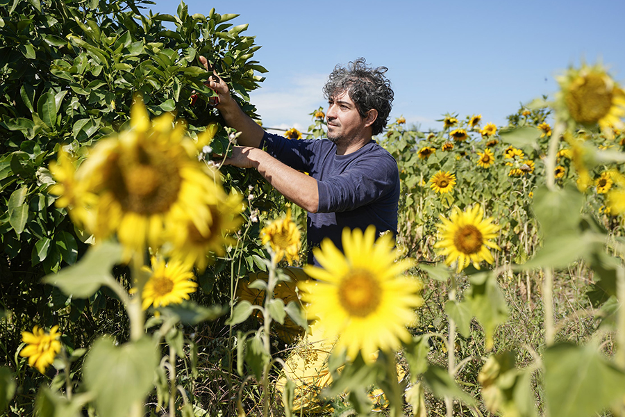 A man tends to his plants in a field of sunflowers in Italy.