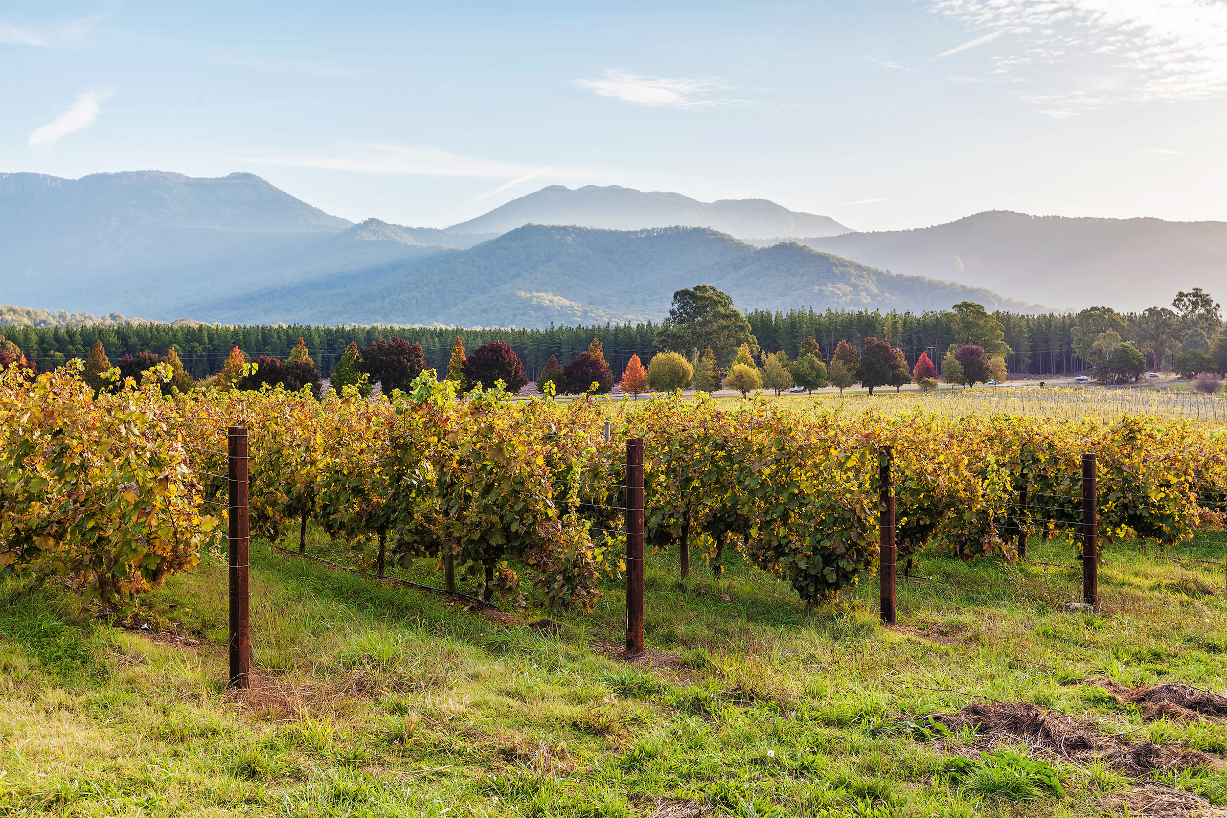 Rows of vines closeup in Autumn at sunset in Victoria, Australia.