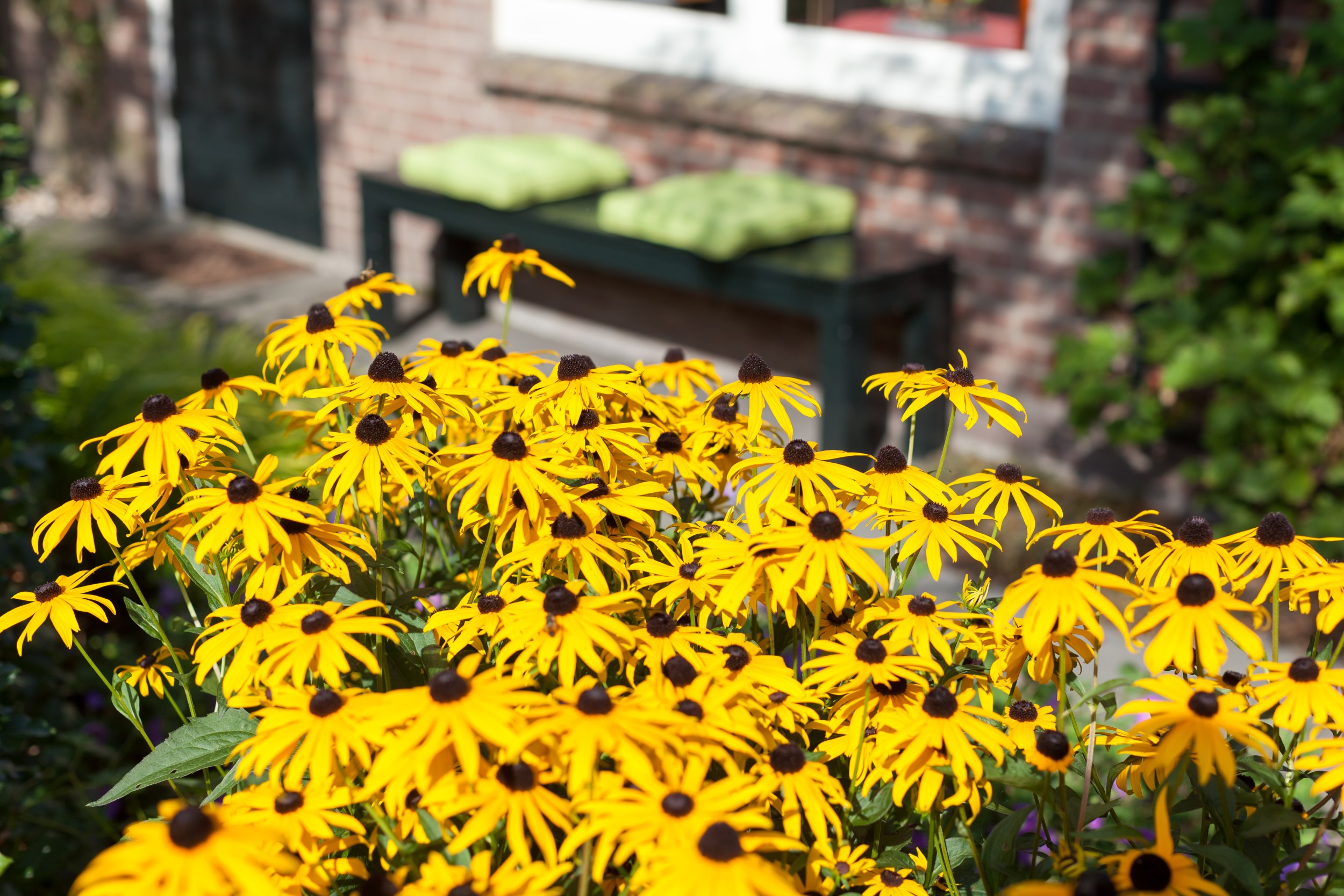 Dutch flowers