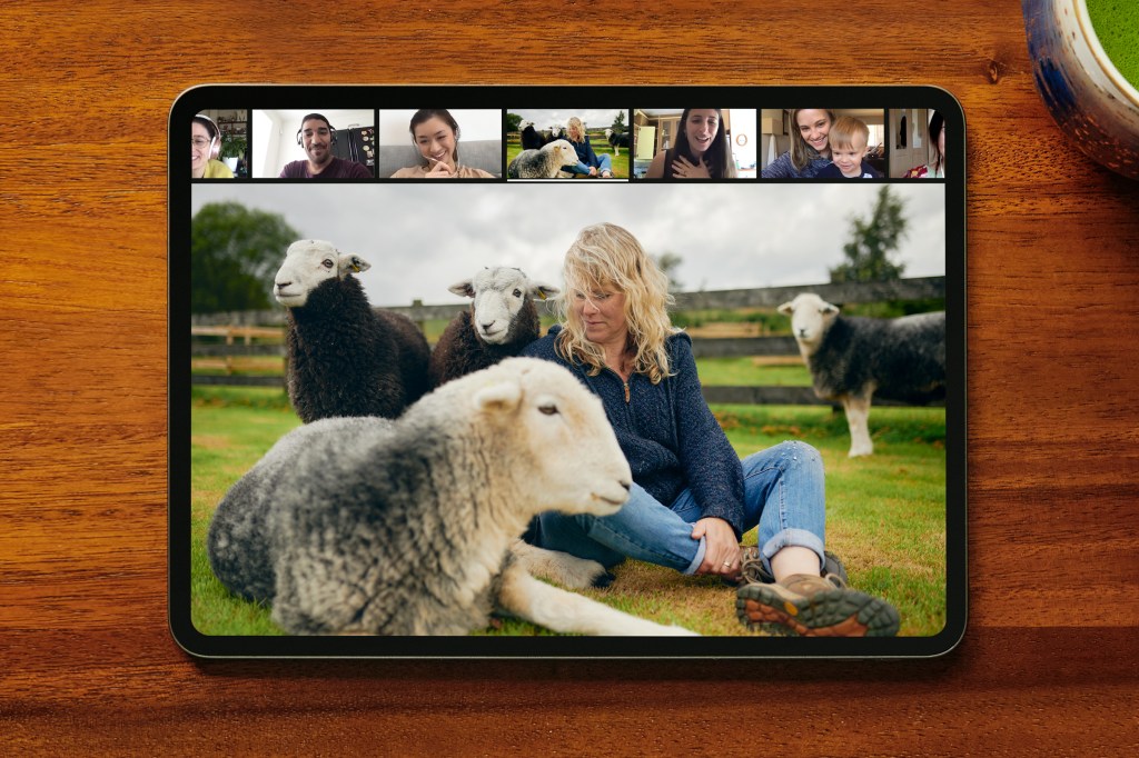 Airbnb Online Experience guests meditate while watching sheep.