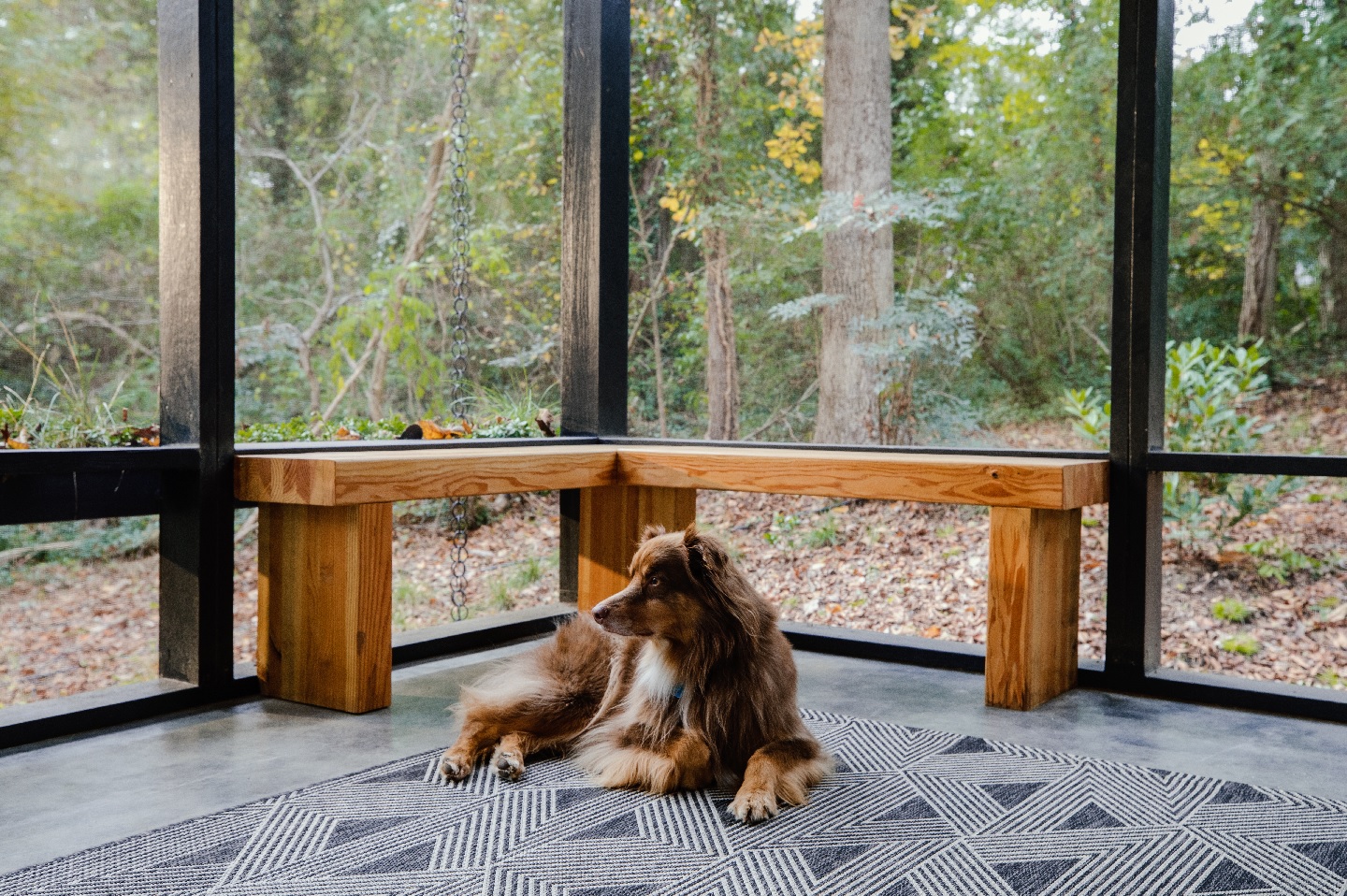 Brown dog sitting in front of a window with the woods in the background