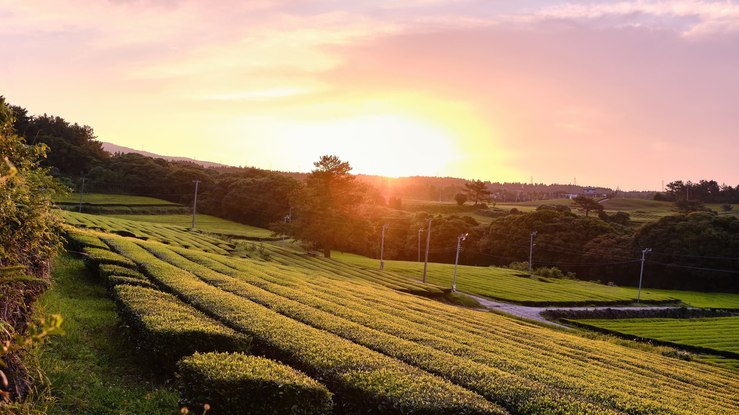 Dolsongyi tea farm in Jeju