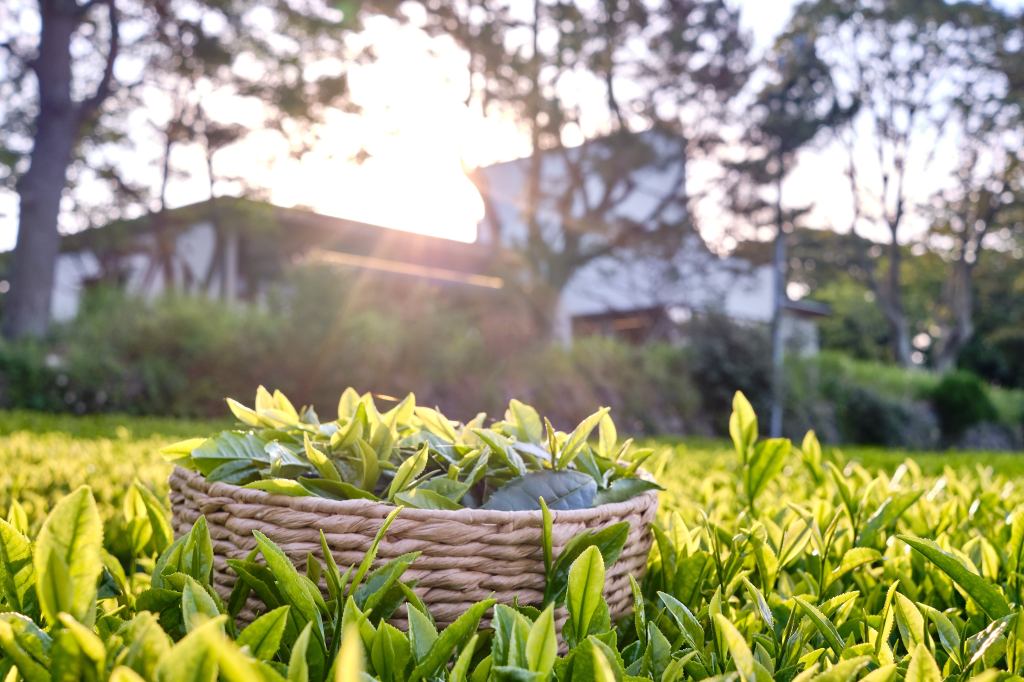 Tea picking experience at Dolsongyi tea farm