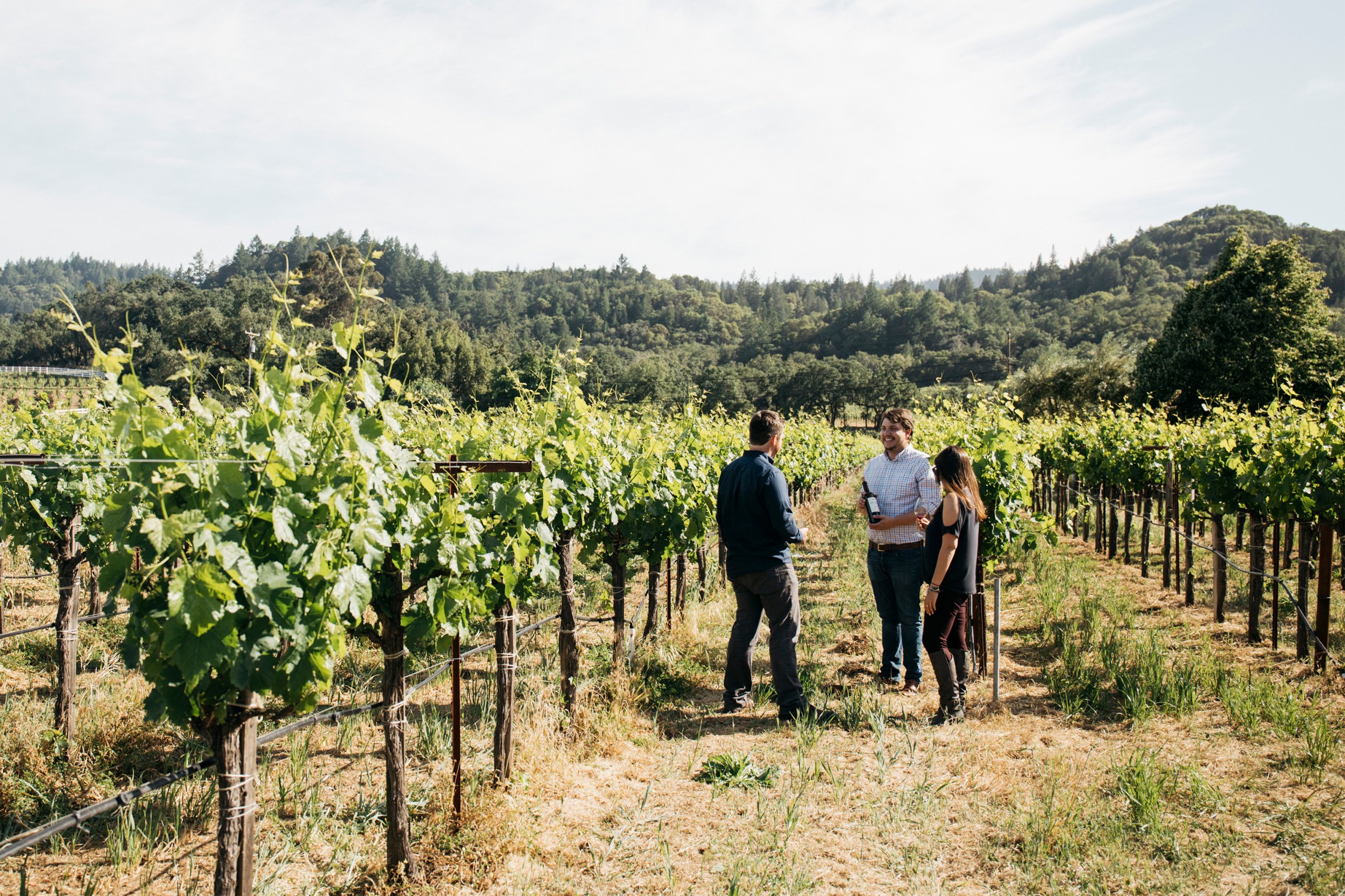 Three people standing between rows of grapevines in a sunny vineyard with green hills in the background.