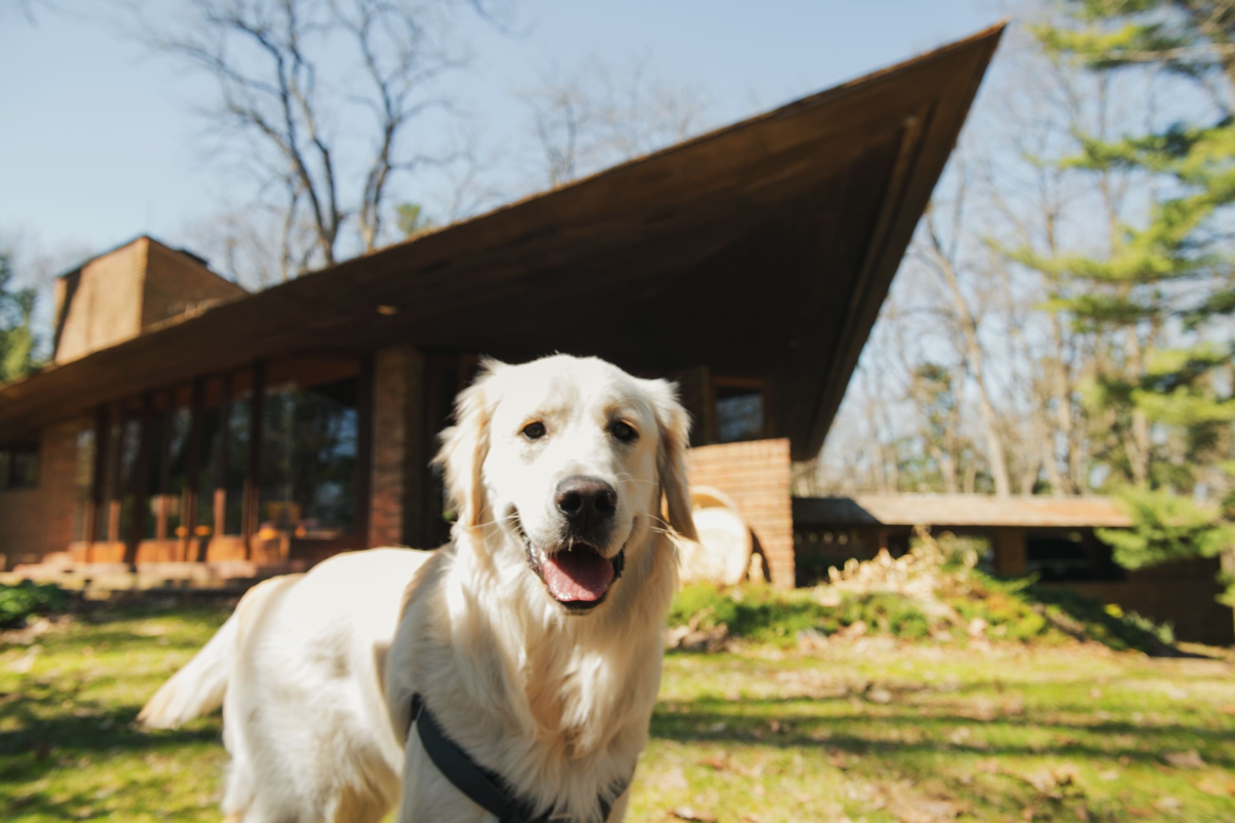A golden retriever looking to the camera with a view of a pointed house in the back