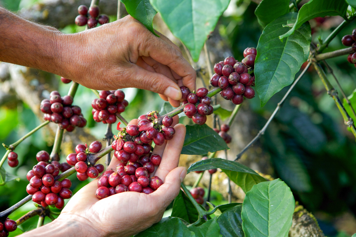 Una mano recoge granos de café directamente de la planta