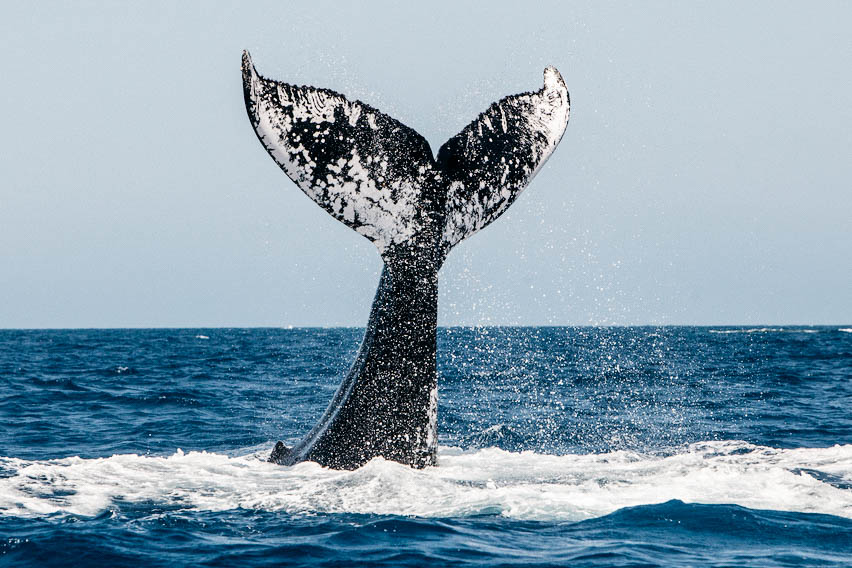 Cola de una ballena jorobada sobresale en el mar