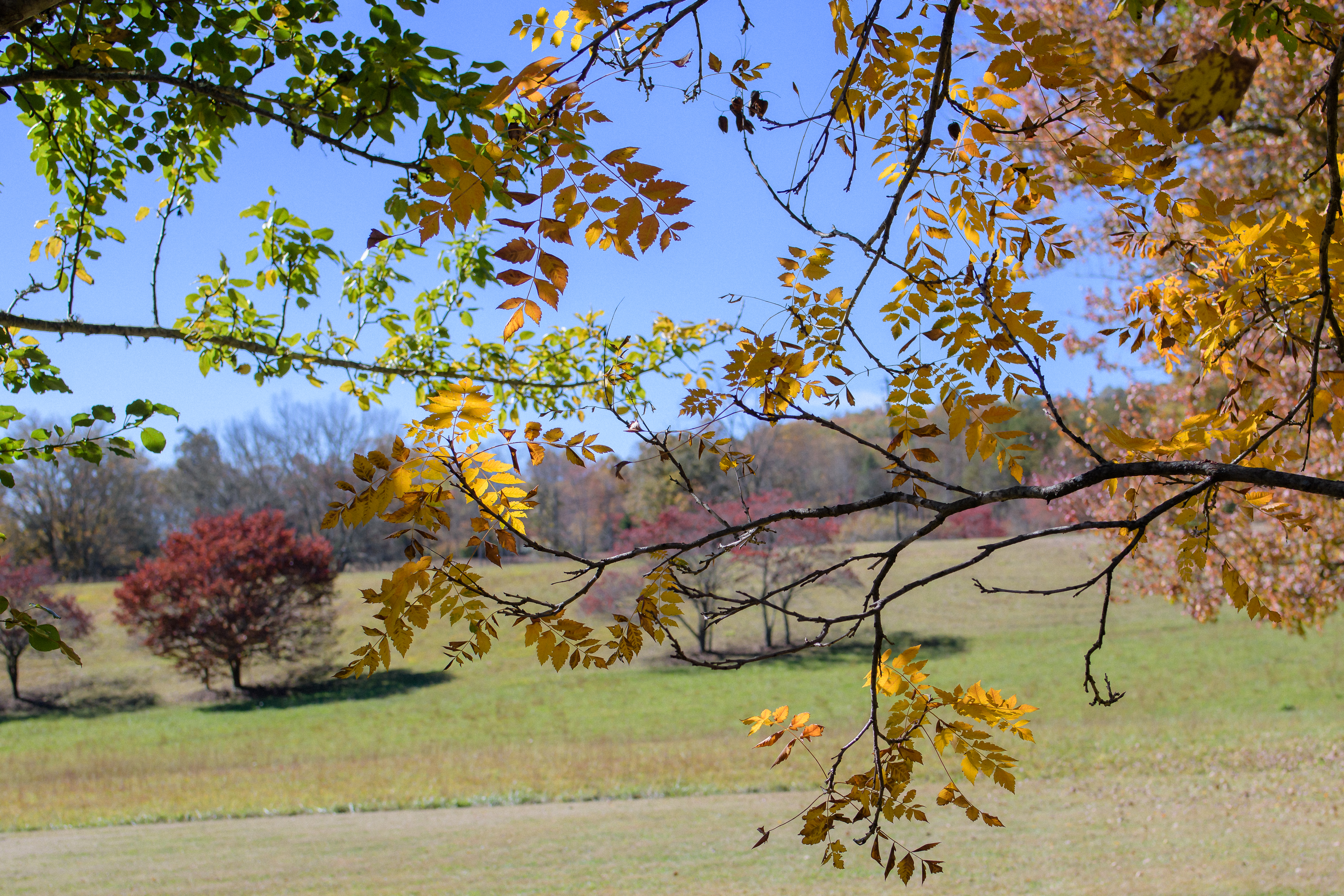 Yellow leaves in front of a landscape of green fields with red-leaved trees in the backdrop