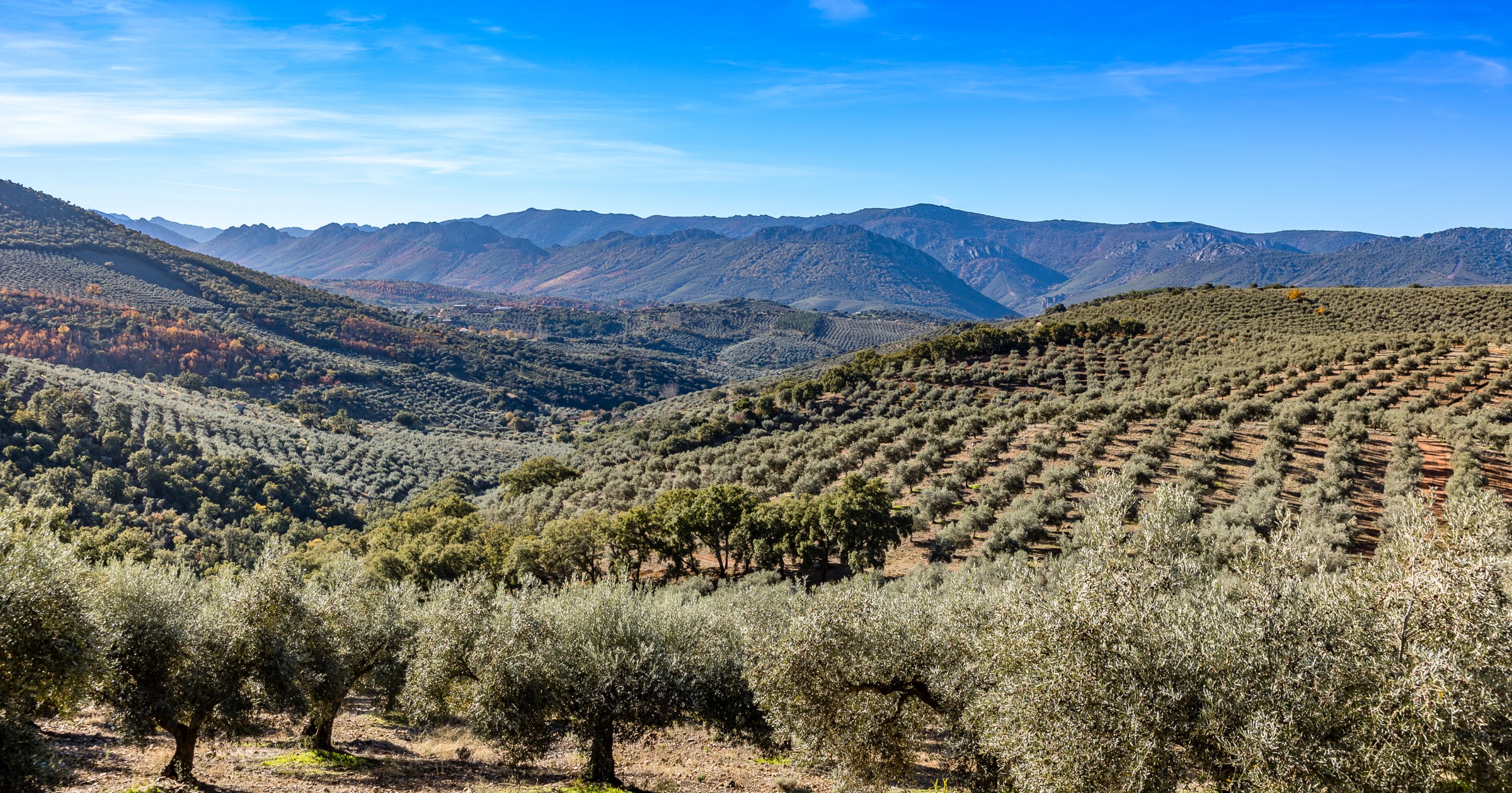 Paisaje olivar: el impacto de los viajes a las regiones productoras de  aceite