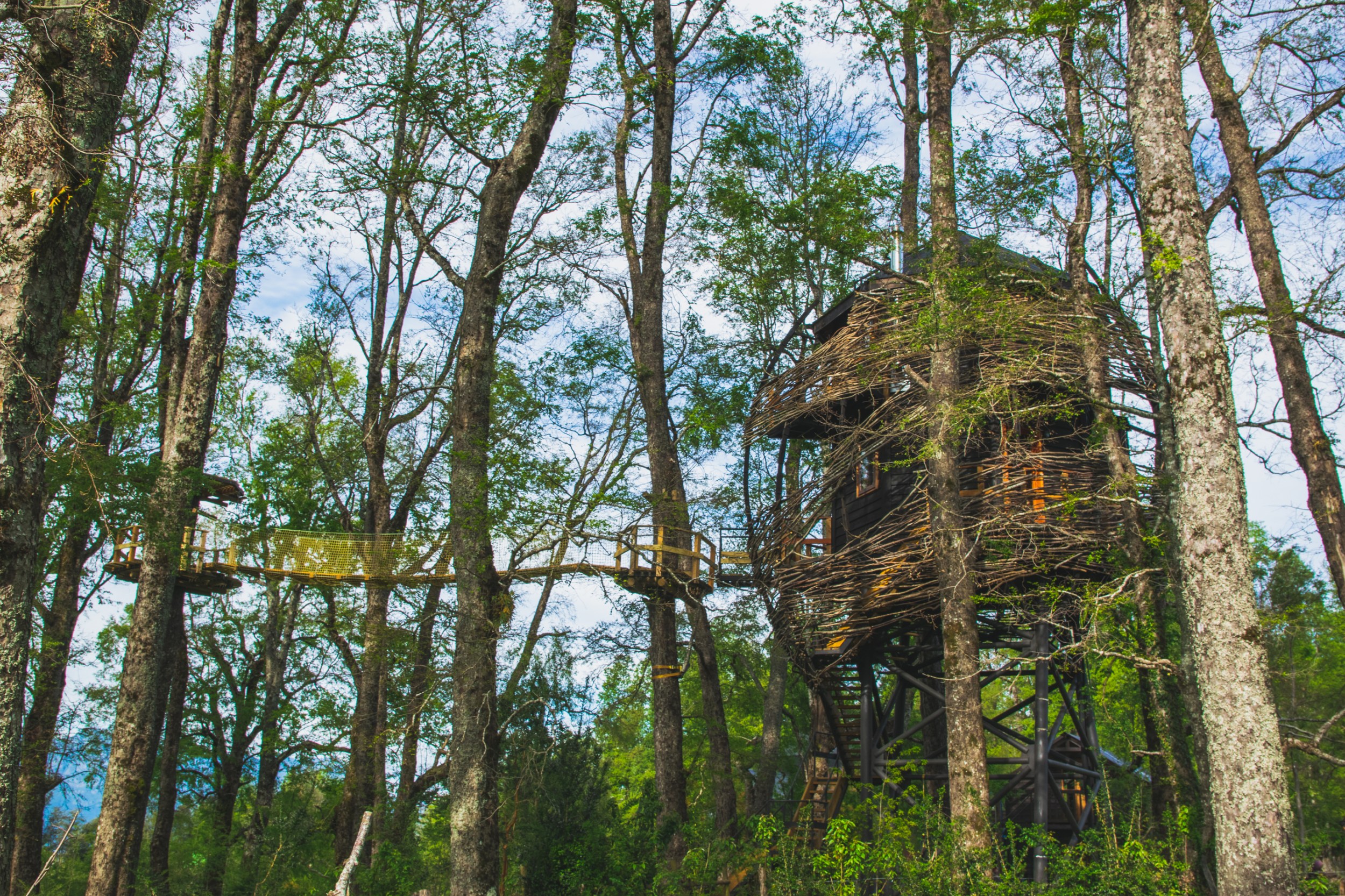 House tree in the shaped like a bird's nest in the middle of the Chilean forest