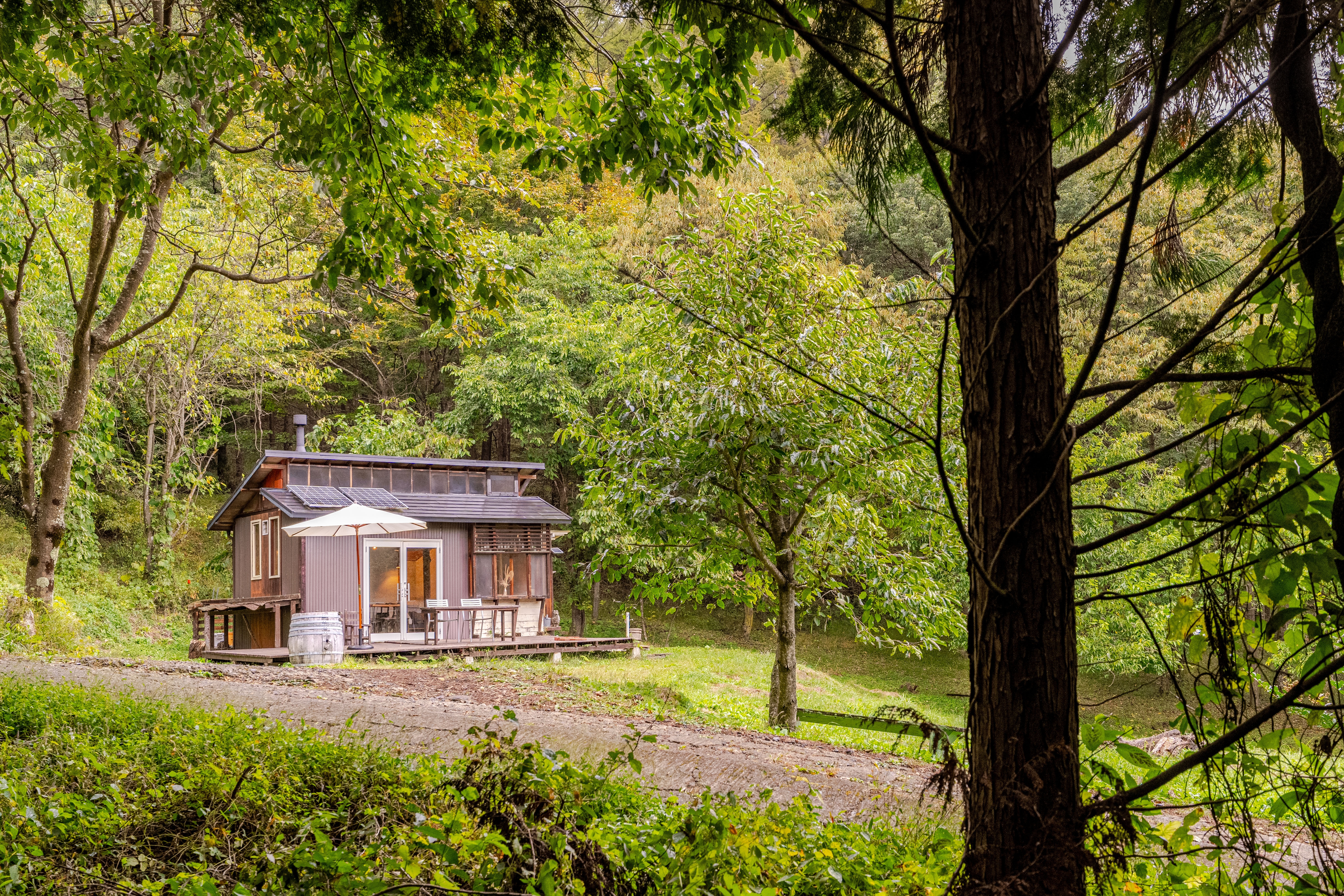 Tiny home surrounded by trees