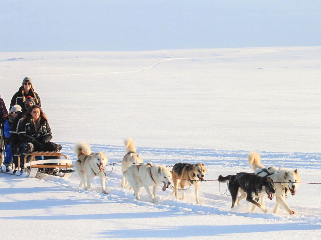 A group dogsledding in the snow.