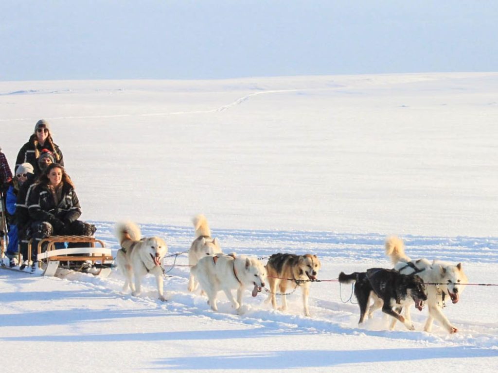 A group dogsledding in the snow.