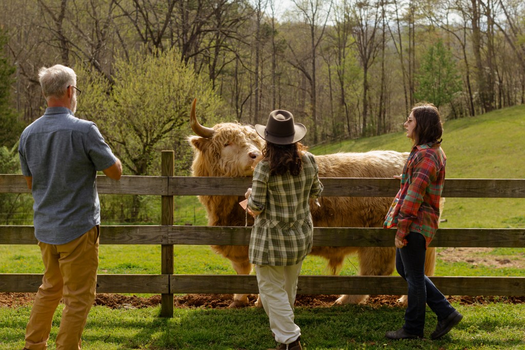 Three people observe and interact with a large, fluffy Highland cow on a peaceful farm.