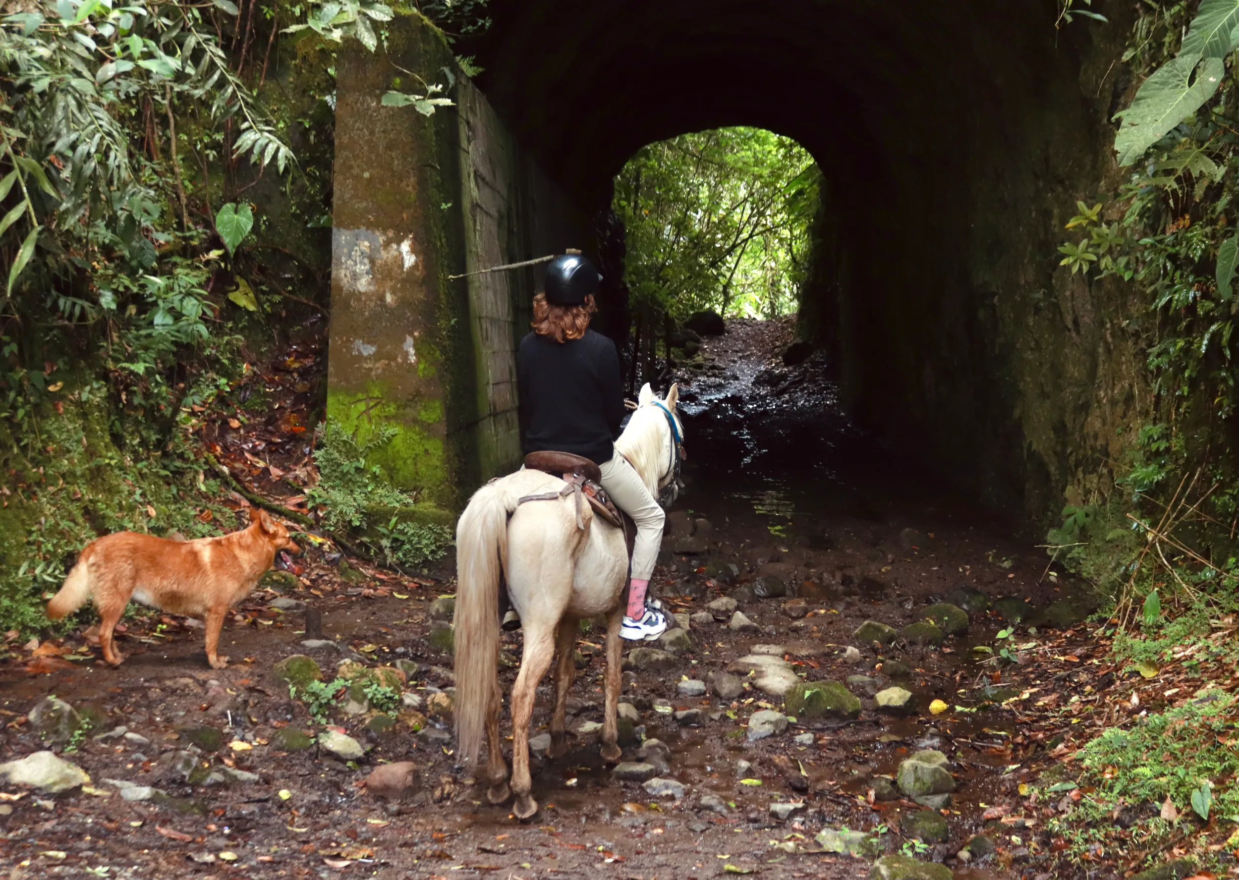 A person on horseback, accompanied by a dog, approaches the entrance of a mossy tunnel in a dense, green forest.